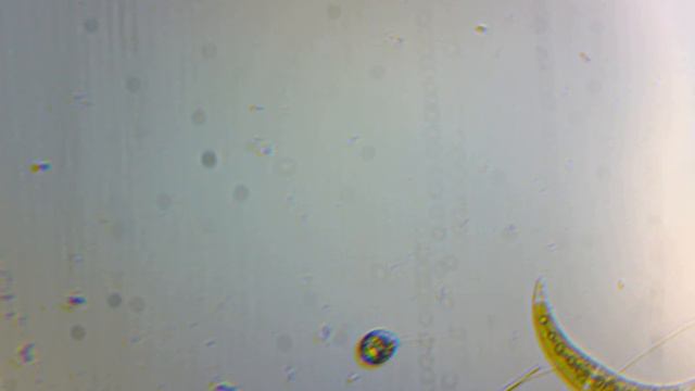 Одноклеточная жгутиковая водоросль. смотреть онлайн