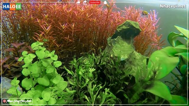 ❤️ Nhạc Không Lời Buổi Sáng Thư Giãn Giảm Stress 100% ☀ Hòa Tấu Guitar Hải Ngoại Dành Cho Phòng Trà