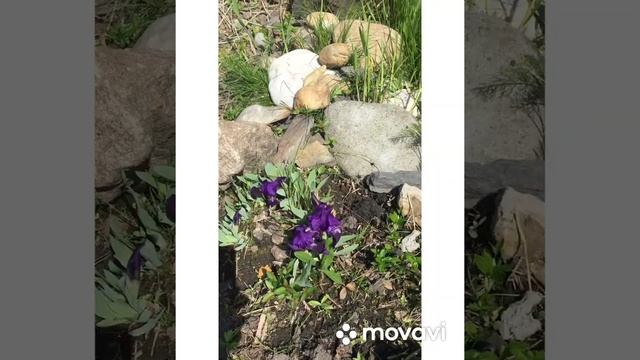 Кошмар!!! Змея окулировала дачу смотреть онлайн