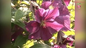 Обзор сортов клематисов для Сибири. Выращивание и уход за клематисами #urozhainye_gryadki