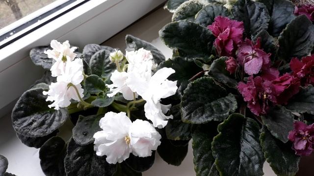 Вопрос зрительницы навёл на размышления! Почему сохнут кончики листьев у фиалки? смотреть онлайн