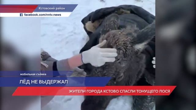 Жители города Кстово спасли тонущего лося смотреть онлайн