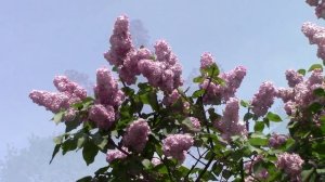 Сирени цвет волшебный...Смотрите великолепие цветения сирени