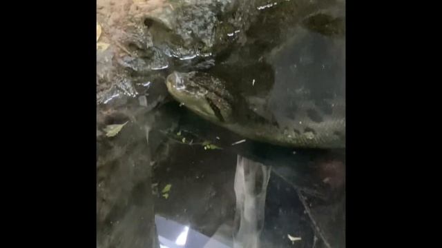 Vienna Zoo Tour смотреть онлайн