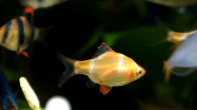 Puntius tetrazona ? Barbo Tigre ? Video ficha смотреть онлайн