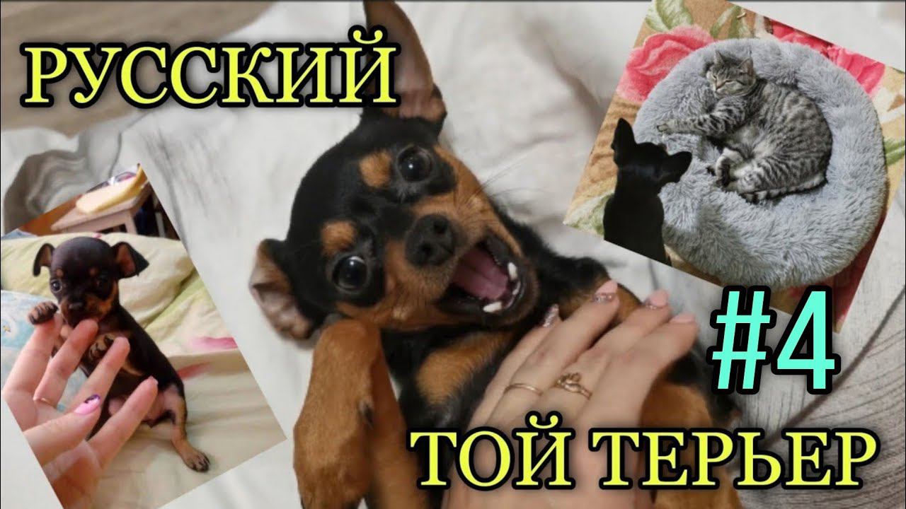Тойчики - счастье в доме. Прогулки, игры, мытьё. Часть 4 смотреть онлайн
