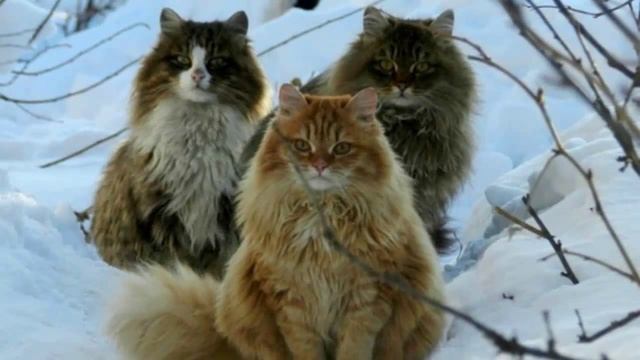 Уход и Содержание, Норвежская Лесная кошка, Породы кошек смотреть онлайн