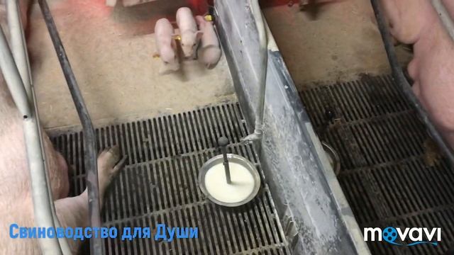 Молоко для поросят с первого дня!какое молоко используем? смотреть онлайн