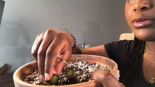 How to Propagate Aglaonemas | Propagating my Chinese Evergreen смотреть онлайн