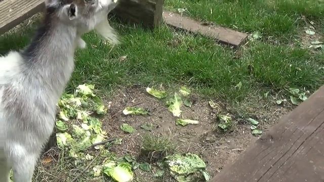 ♥ СОВЫ милые смешные глазастые ушастые маленькие и большие. Столько разных сов вы еще не видели!!! смотреть онлайн