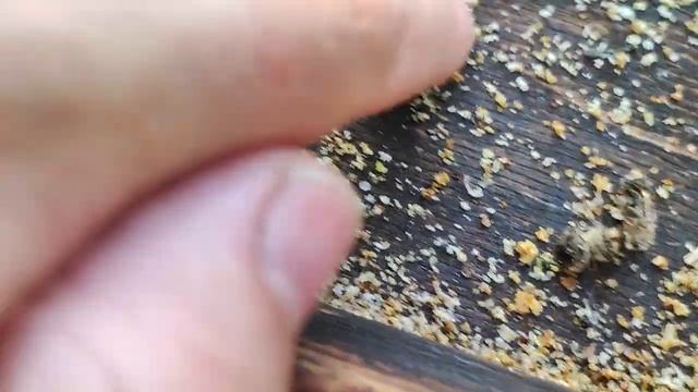 28 06 23 результат обработки через неделю обработки щавелевой кислотой смотреть онлайн