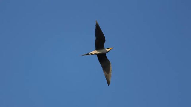 Birds Photography With Canon 1100D