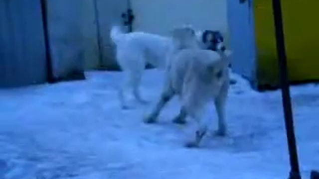 Алабаи Воронежа Сен Сао Мехир и Сен Сао Пират. смотреть онлайн