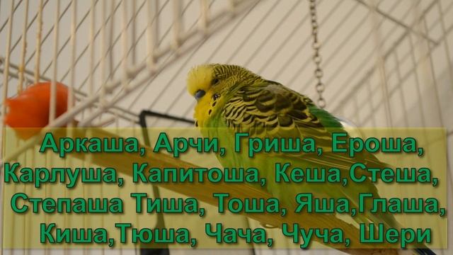 Учим попугая говорить! 5 главных правил! How to teach a parrot to speak! 5 main rules! Eng subs смотреть онлайн