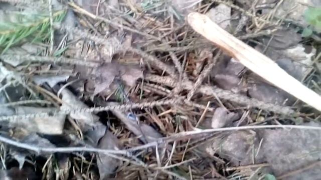 #Энтолома_весенняя (Entoloma Vernum)