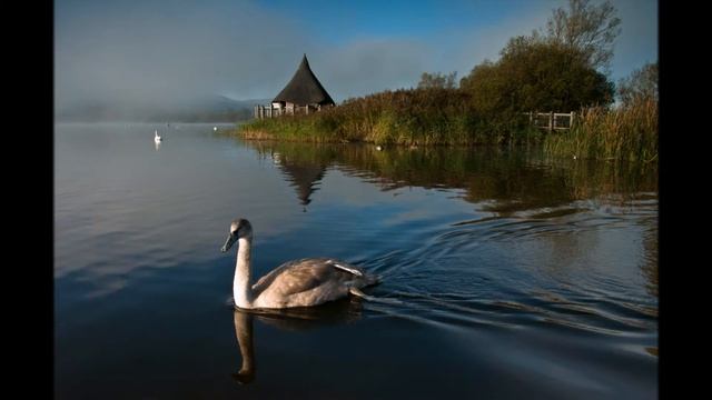 Лебеди (фото) смотреть онлайн