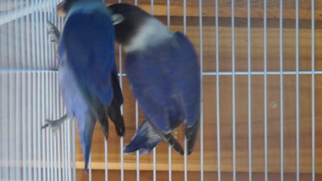 Неразлучники масковые синие смотреть онлайн