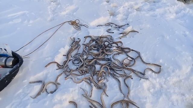 Минога в Сургуте смотреть онлайн