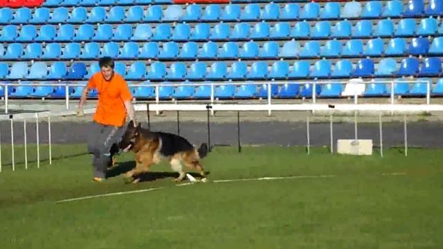 Ринг рабочих кобелей _ без поводка _ Russian Siegerschau 2015