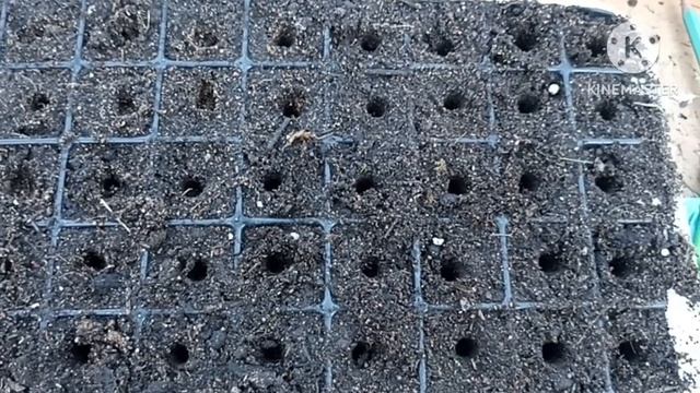 Тепличный Vlog ?. Сеем капусту. Небольшой обзор растений на 12 апреля. смотреть онлайн