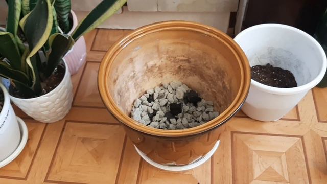 семейка сансевиерий и новинка смотреть онлайн