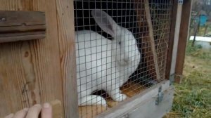 когда крольчата начинают питаться самостоятельно