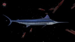The 5 Ocean Layers