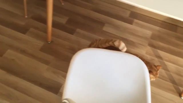 Кот просит жрать смотреть онлайн