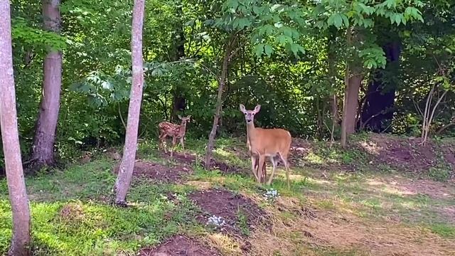 США ?? ОЛЕНИ НА НАШЕМ ДВОРЕ // One minute with deer ? смотреть онлайн