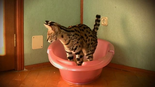 Домашний Сервал и его лоток :)