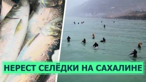 Селедка подошла к берегам Сахалина. 10 килограмм можно набрать за полчаса