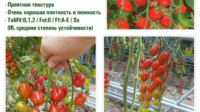 Раннеспелый черри Мини Стар F1 с отличным вкусом и товарным видом смотреть онлайн