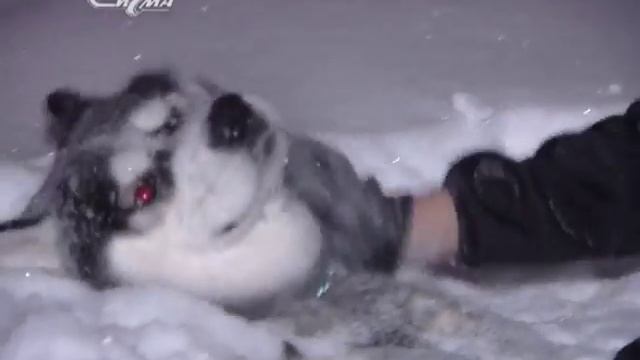 Голубые глаза и преданные души смотреть онлайн