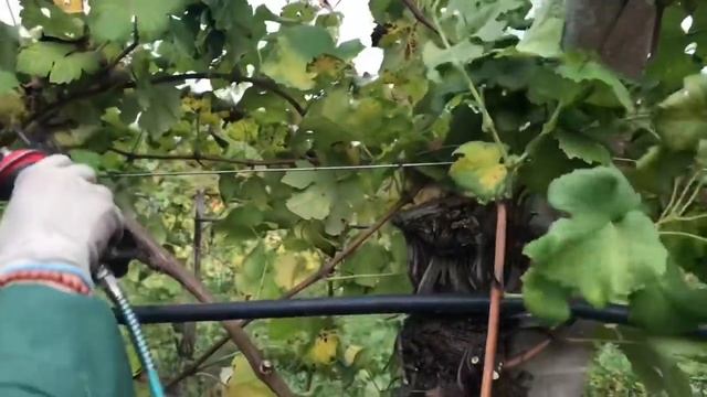 ОБРЕЗКА ВИНОГРАДА В ИТАЛИИ смотреть онлайн