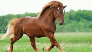 Лошади Советский тяжеловоз особенности породы | Коневодство | Лошади породы Советский тяжеловоз