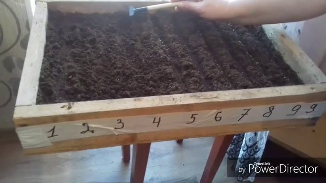 Томаты. Посев на рассаду простым способом. Всходы смотреть онлайн
