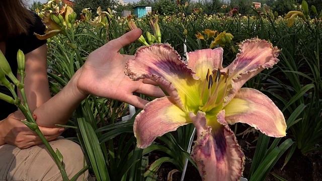 Опыление лилейников. Часть 5 / Сад Ворошиловой смотреть онлайн