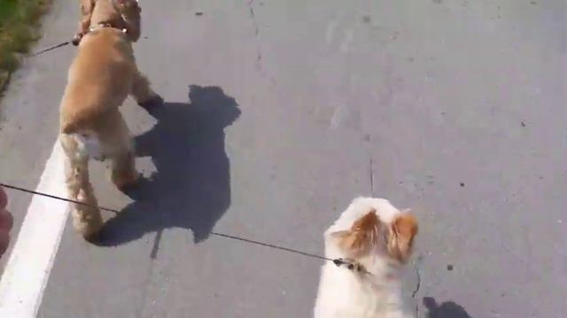 Зоогостиница - Передержка в Тюмени смотреть онлайн