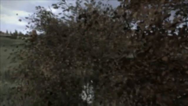 my experience as being a naked slave in Day Z смотреть онлайн