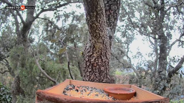 Завтрак птичек продолжается #Кормушки#Птицы#Испания смотреть онлайн