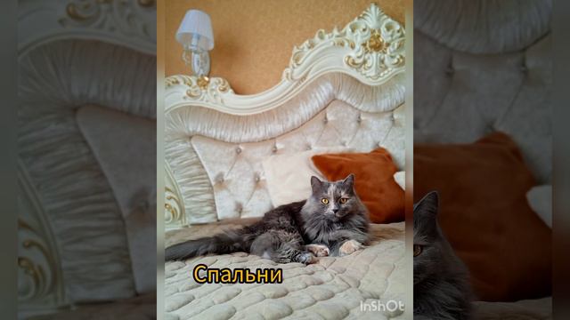 Бренд КАМЭВА-мебель. сеть салонов премиум-класса смотреть онлайн