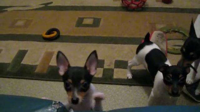 Американский той-фокстерьер NiceLittleFox смотреть онлайн