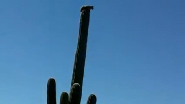 Рысь убегала от пумы (горный лев) смотреть онлайн