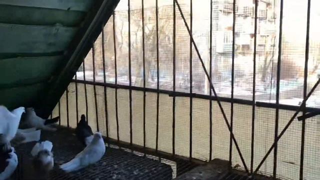 Брянские высоколетные голуби самки 2020 Кудинов В. смотреть онлайн