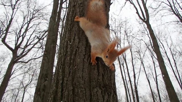 Сегодня много голодных белок смотреть онлайн