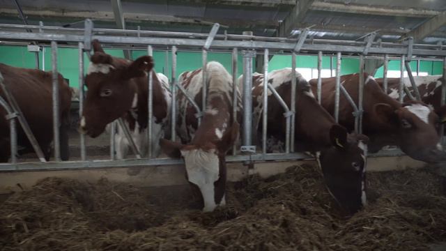 Колхоз Завета Ильича и трактора zoomlion смотреть онлайн