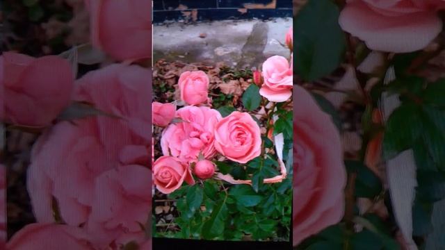 Из старины далёкой, вместе с клёном ? смотрит, к нам в окно ЕСЕНИН! ???авт./ исп. смотреть онлайн