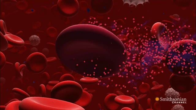 How to Uncover Traces of Hidden Blood смотреть онлайн