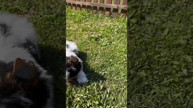 Бивер Адам 2.5 мес Продается‼️