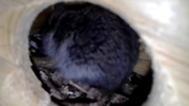 Тайная жизнь хомяка 2 смотреть онлайн